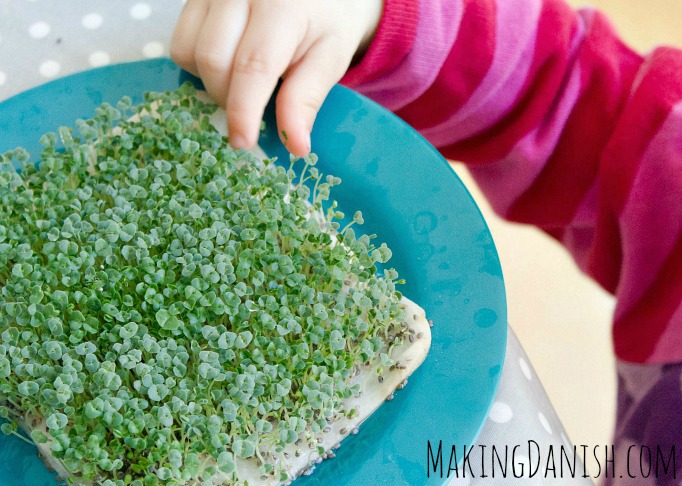 child eating chia seedlings