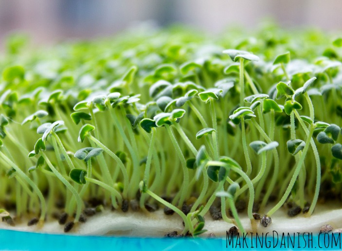 chia seeds microgreens diy