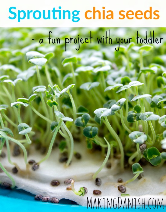 sprouting chia seeds project with toddler