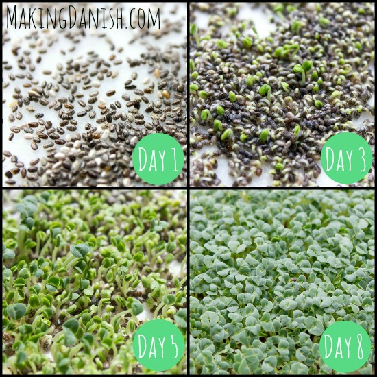grow chart chia seeds into microgreens